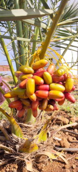 Agricultural/Farm Land for Sale in Narayankhed, Sangareddy (605 Sq. Yards)