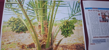 Agricultural/Farm Land for Sale in Narayankhed, Sangareddy (605 Sq. Yards)