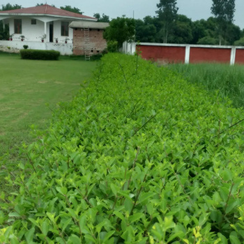 Property for sale in Lakhpedabagh, Barabanki