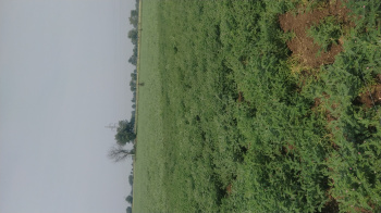 8 Bigha Agricultural/Farm Land for Sale in Dhamnod, Dhar
