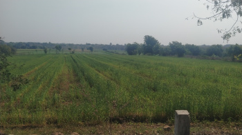 50 Bigha Agricultural/Farm Land for Sale in Maheshwar, Khargone