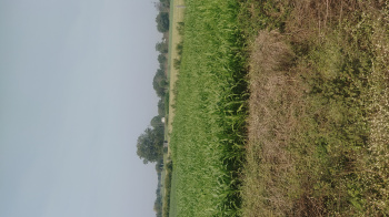 4.5 Bigha Agricultural/Farm Land for Sale in Dhamnod, Dhar