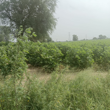 Agriculture land for sale in Dharuhera