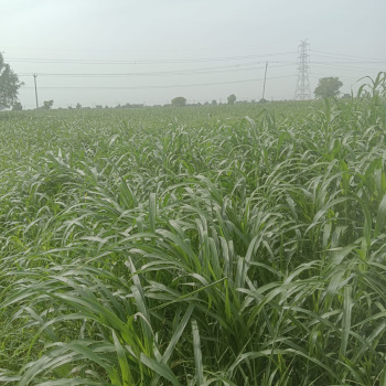 Property for sale in NH 8, Dharuhera