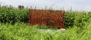 Agricultural/Farm Land for Sale in Pataudi, Gurgaon (5 Acre)