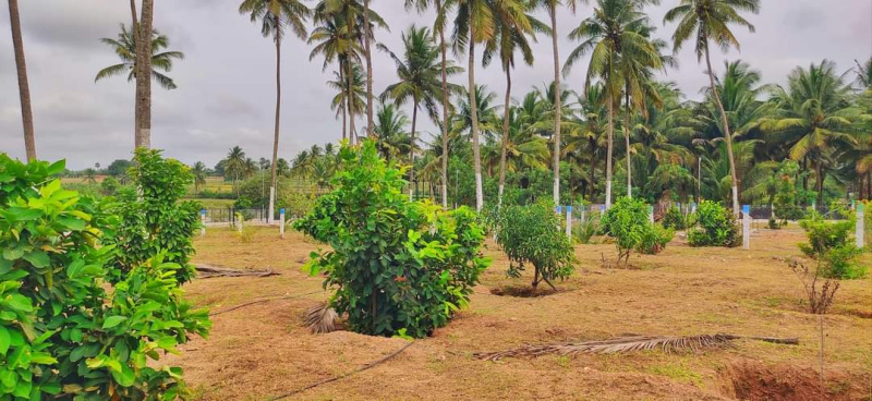25 Cent Agricultural/Farm Land for Sale in Othakalmandapam, Coimbatore