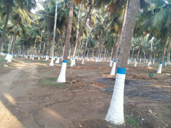 25 Cent Agricultural/Farm Land For Sale In Kinathukadavu, Coimbatore
