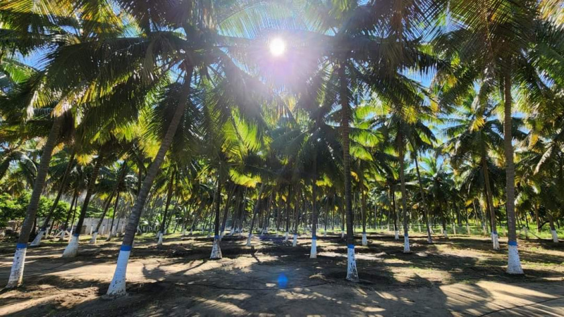Low budget coconut farm lands Sales