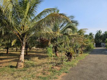 Low budget farm lands sales Pollachi Road