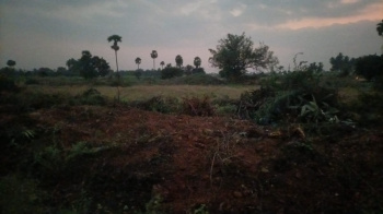 7 Acre Agricultural/Farm Land for Sale in Punjai Puliampatti, Erode