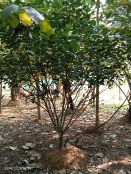 9156 Sq.ft. Agricultural/Farm Land for Sale in Trichy Highways, Tiruchirappalli