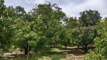 29 Guntha Agriculture plot with mango plantation