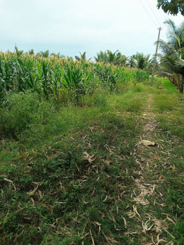 Agriculture land with back water