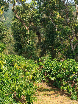 Property for sale in Virajpet, Kodagu