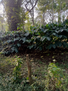 2 acres coffee Estate for sale