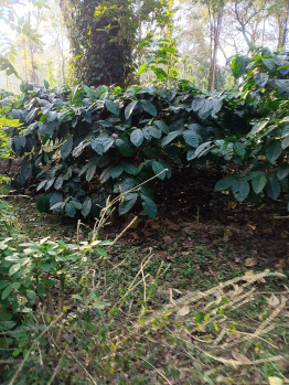 Property for sale in Gonikoppal, Kodagu