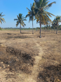 1.5 Acre Agricultural/Farm Land for Sale in Tirumakudal Narsipur, Mysore
