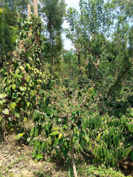 Property for sale in Virajpet, Kodagu