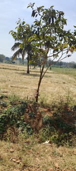 Property for sale in Hunsur Road, Mysore