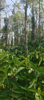 Property for sale in Coorg, Mysore