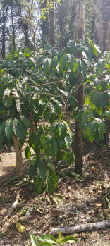 Property for sale in Coorg, Mysore