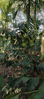 Property for sale in Coorg, Mysore