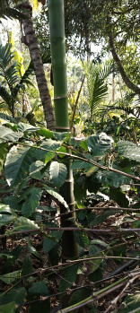 Property for sale in Coorg, Mysore