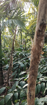 Property for sale in Coorg, Mysore