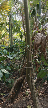 Property for sale in Coorg, Mysore