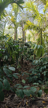 Property for sale in Coorg, Mysore