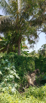 10 Acre Agricultural/Farm Land for Sale in Kodlipet, Kodagu