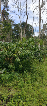 Property for sale in Madikeri, Kodagu