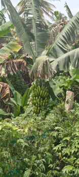 Agriculture property for sale in kollegal