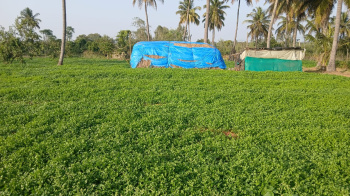 Agricultural/Farm Land for Sale in Bangarapet, Kolar (1 Acre)