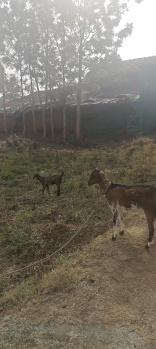 3 acres property for sale near hunsur