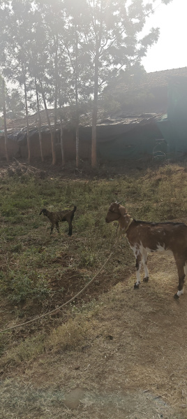 3 acres property for sale near hunsur