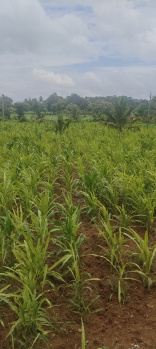 1.5 acres agriculture property close to highway