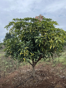 The total land area is 7 acres. The property is well-developed and consists of red soil, which is suitable for agriculture. A total of 500 mango trees