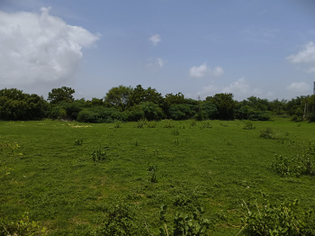 Industrial Land / Plot for Sale in Padra, Vadodara (80000 Sq.ft.)