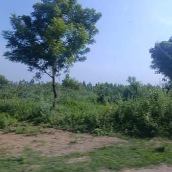 93 Acre Agricultural/Farm Land for Sale in Renigunta, Tirupati