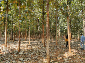 2 BHK Farm House for Sale in Butibori, Nagpur (11001 Sq.ft.)