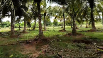 1300 Cent Agricultural/Farm Land for Sale in Uthiramerur, Kanchipuram