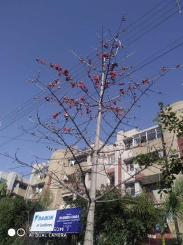 2 BHK Flats & Apartments for Rent in Sector 25, Panchkula