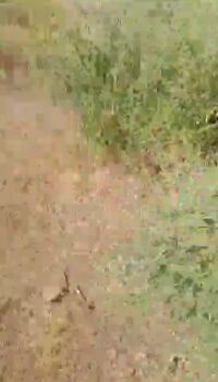 12 Acre Agricultural/Farm Land for Sale in Gogawan, Khargone