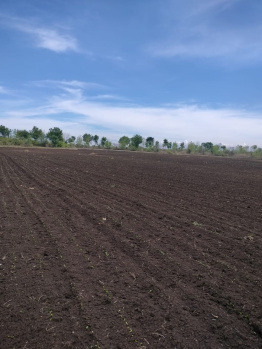 216 Acre Agricultural/Farm Land for Sale in Gogawan, Khargone