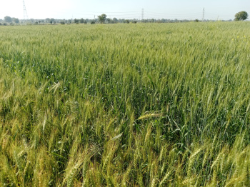 4.5 Bigha Agricultural/Farm Land for Sale in Ujjain Road Ujjain Road, Indore