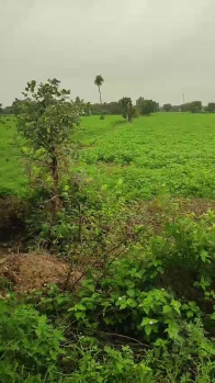 52 Acre Agricultural/Farm Land for Sale in Bhikangaon, Khargone