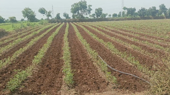 5.5 Acre Agricultural/Farm Land for Sale in Bhikangaon, Khargone