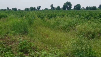 8 Acre Agricultural/Farm Land for Sale in Bhikangaon, Khargone