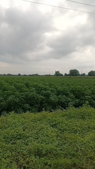 Property for sale in Chhegaon Makhan, Khandwa